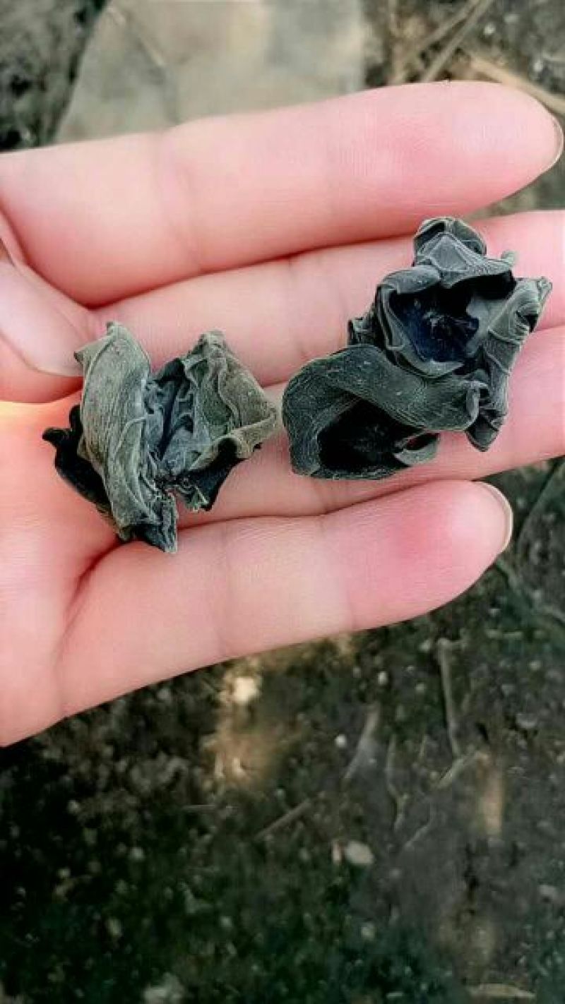 干木耳等外