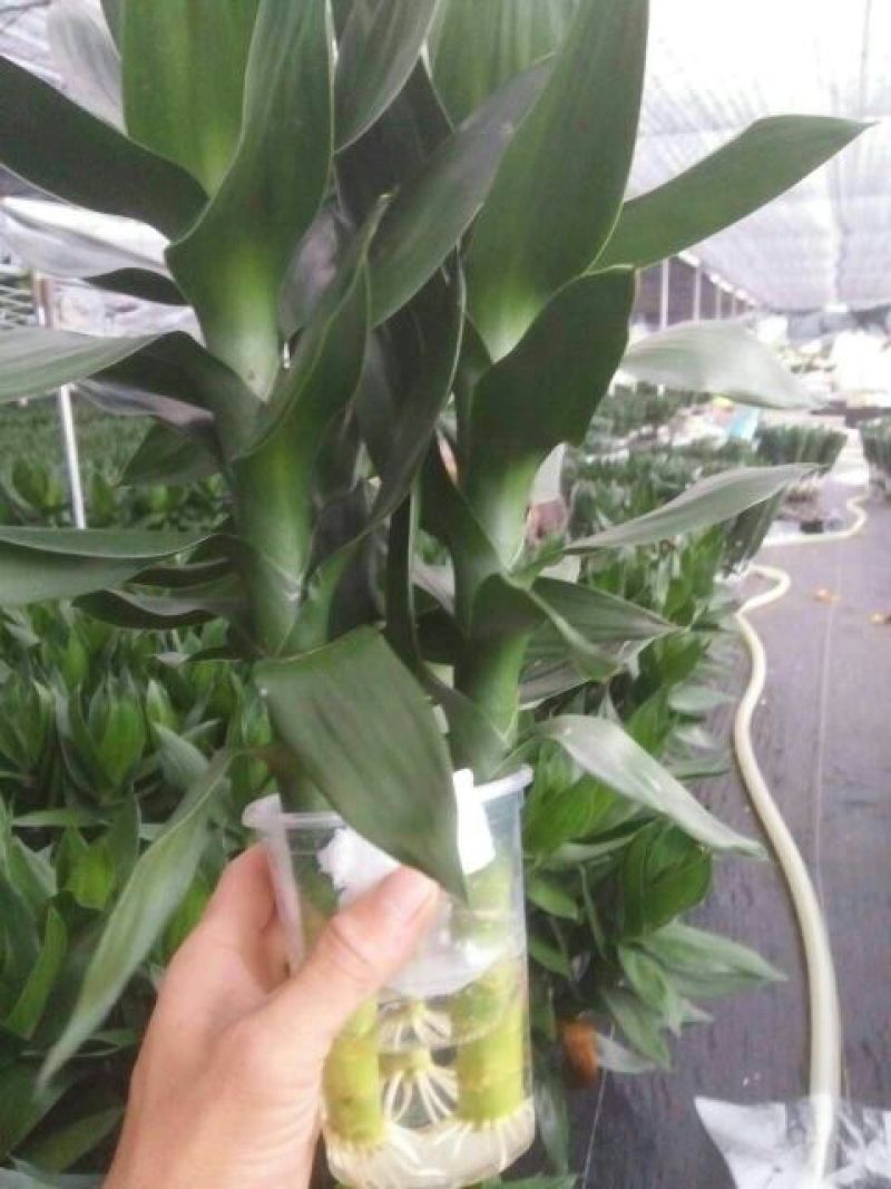 荷花40~50cm