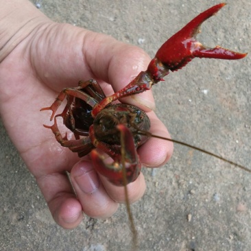 鲶鱼食用