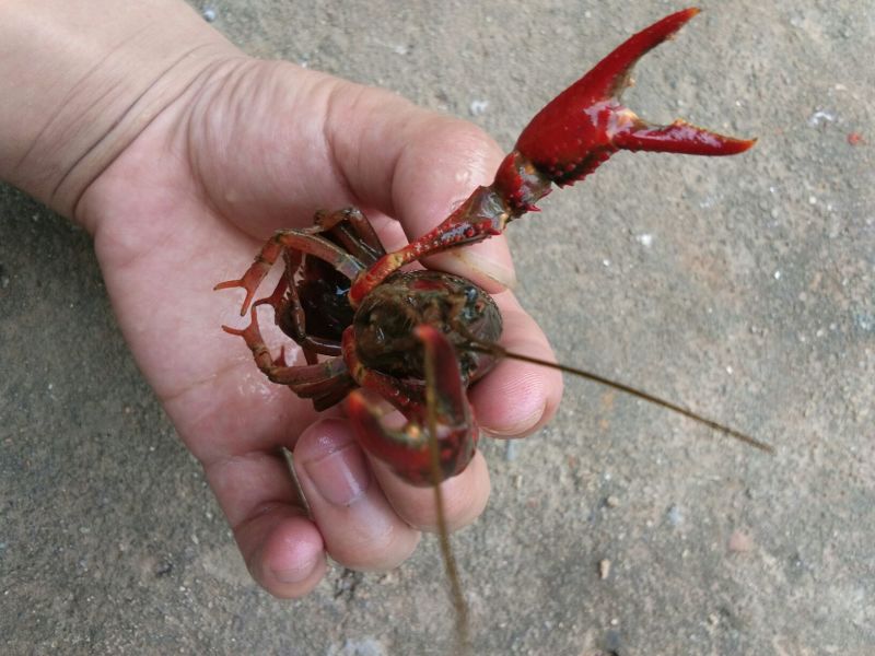 鲶鱼食用