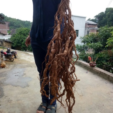 巴戟天特级