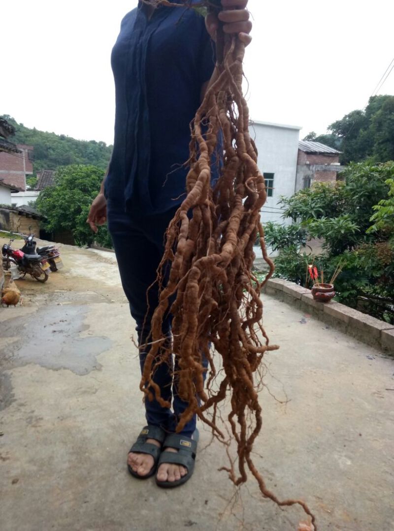 巴戟天特级