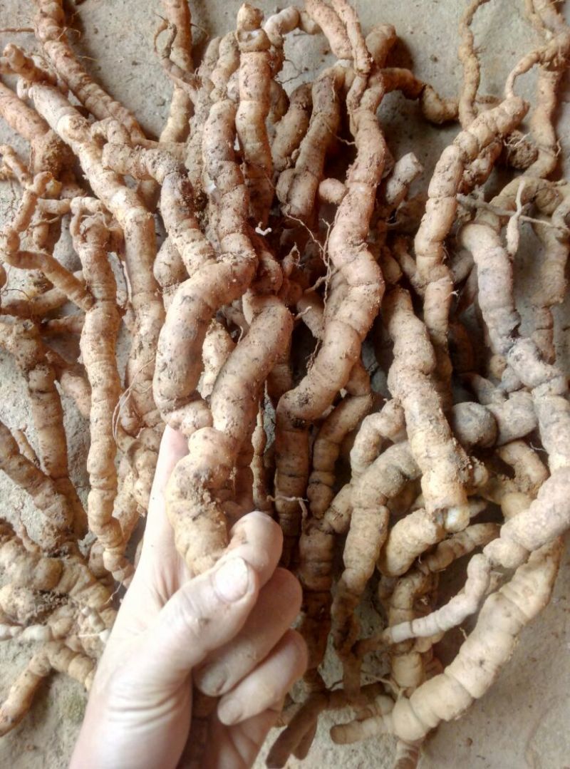 巴戟天特级