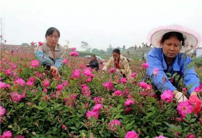 苦水玫瑰