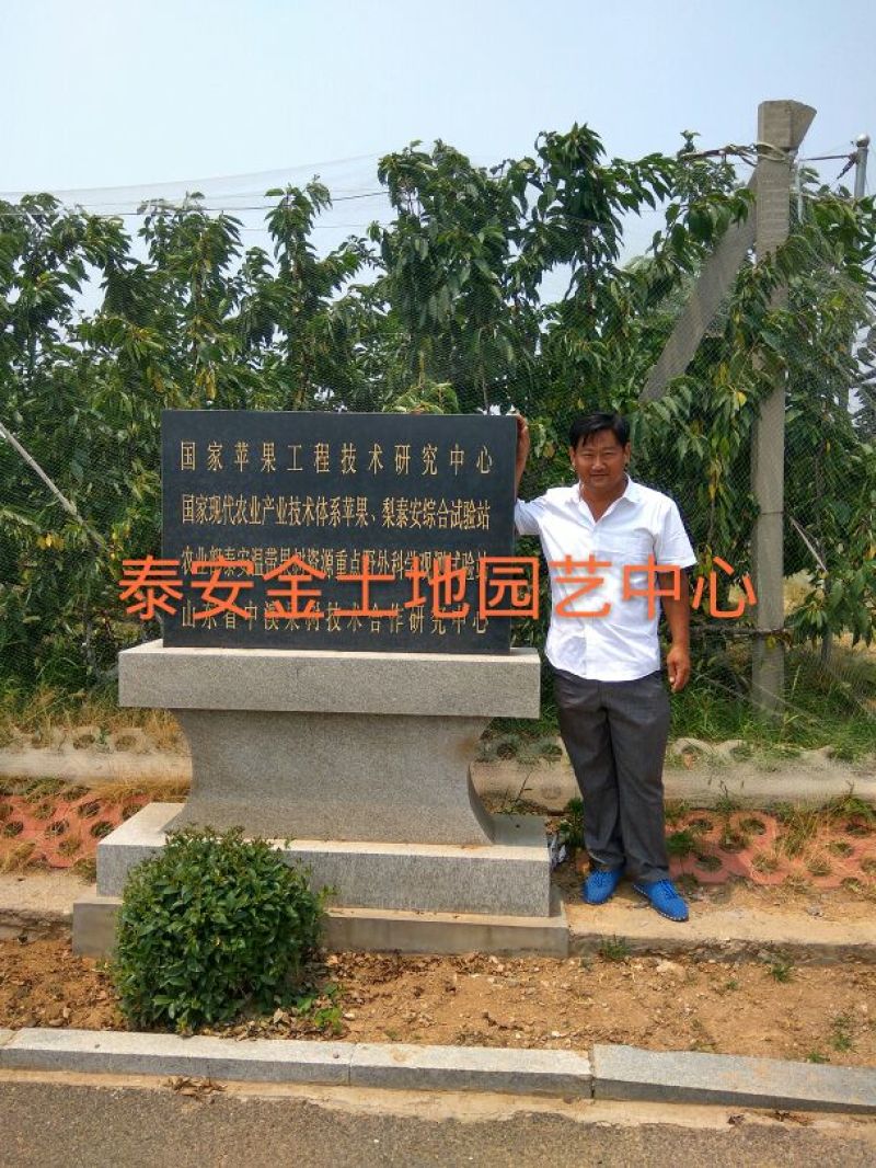 【黄肉油蟠桃树苗】中油蟠5号桃树苗油蟠新品种桃树苗