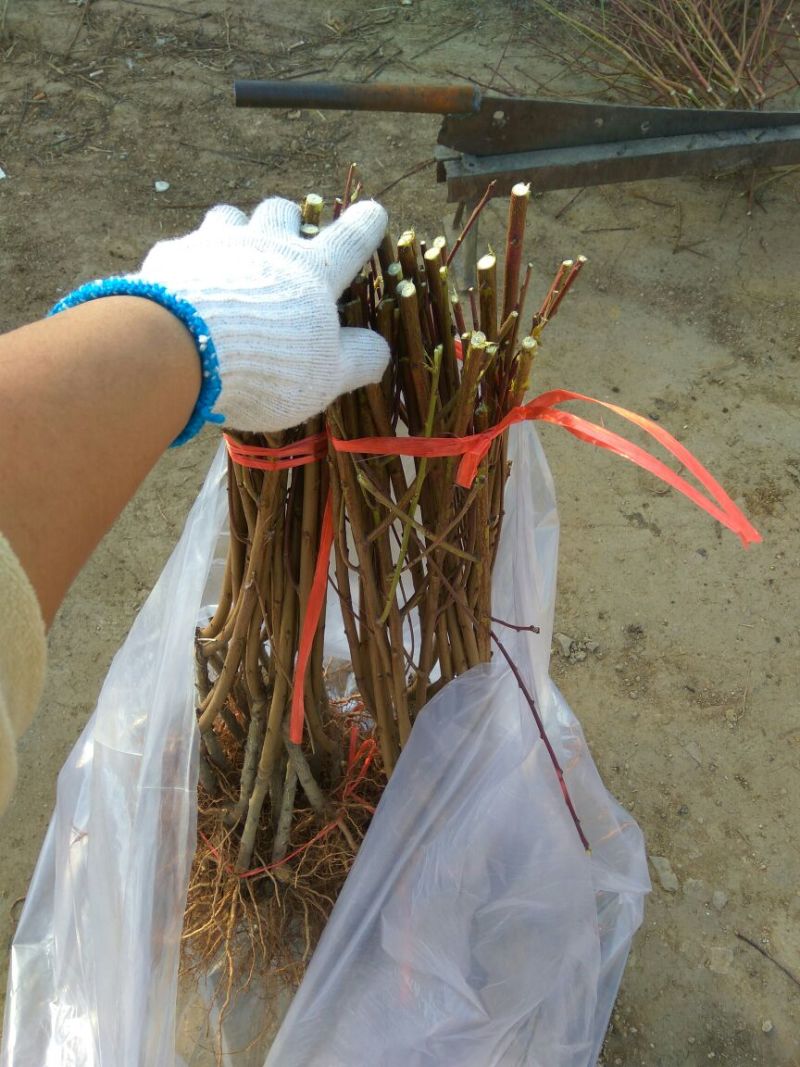 【黄肉油蟠桃树苗】中油蟠5号桃树苗油蟠新品种桃树苗