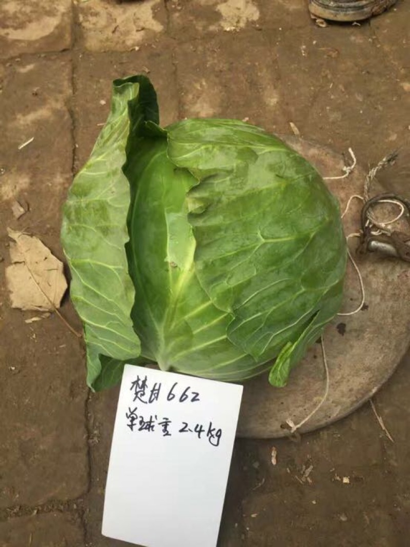 甘蓝种子～越冬甘蓝662