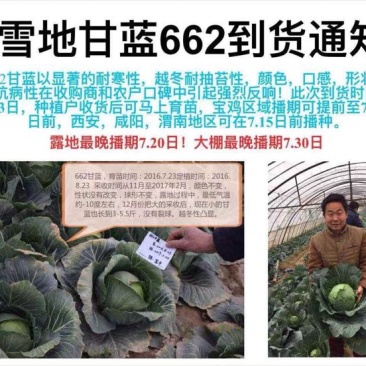 甘蓝种子～越冬甘蓝662