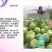 甘蓝种子～越冬甘蓝662