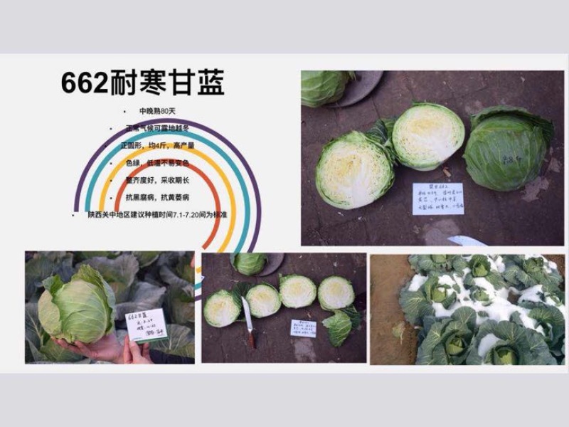甘蓝种子～越冬甘蓝662