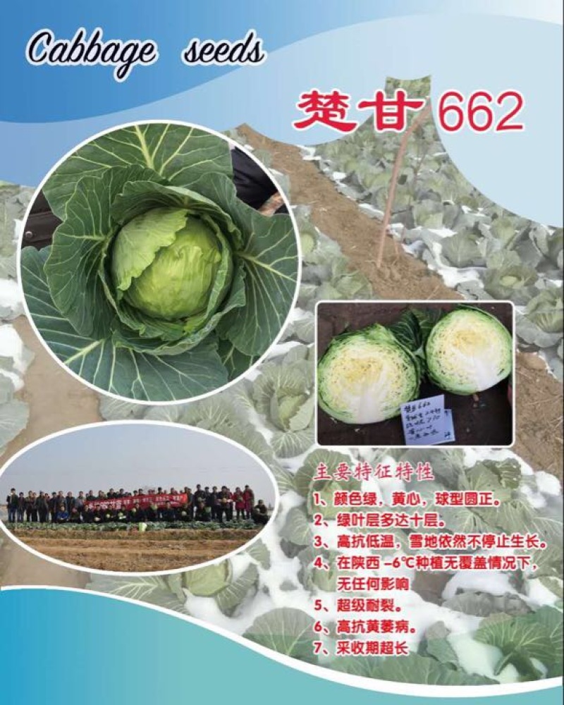 甘蓝种子～越冬甘蓝662