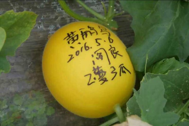 甜瓜，甘蓝种子品质没问题