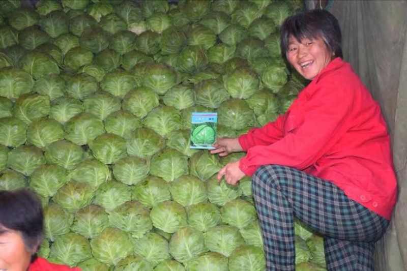 甜瓜，甘蓝种子品质没问题