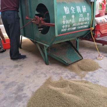 孜然