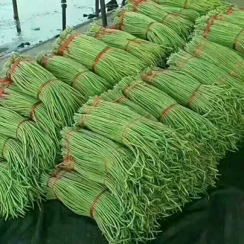 长豆角70厘米以上，质量保证，大量供货