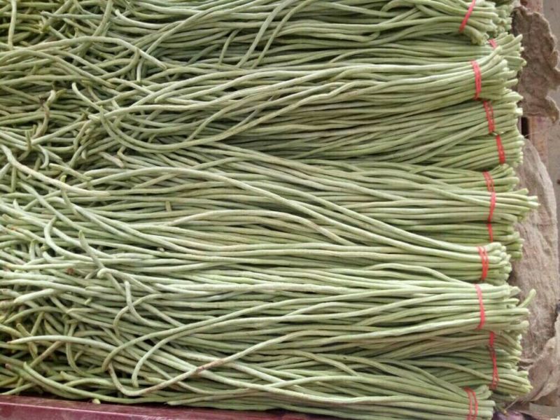 长豆角70厘米以上，质量保证，大量供货