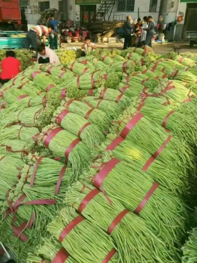 长豆角70厘米以上，质量保证，大量供货