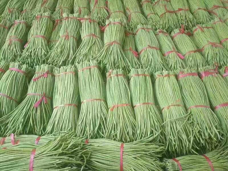 长豆角70厘米以上，质量保证，大量供货