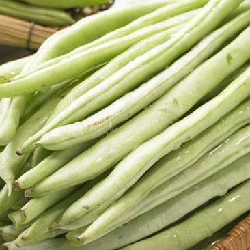 白条豆角20厘米以上