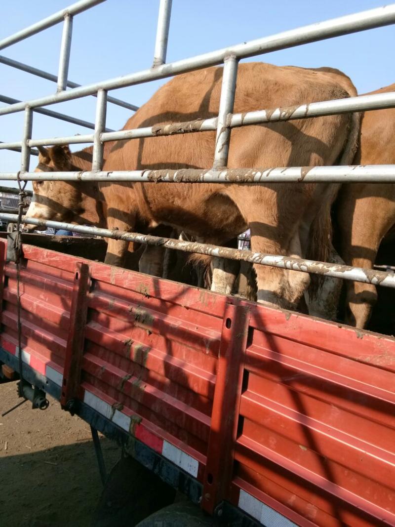 架子牛，育肥牛，生产牛，胎牛，西门塔尔小公牛，小母牛！