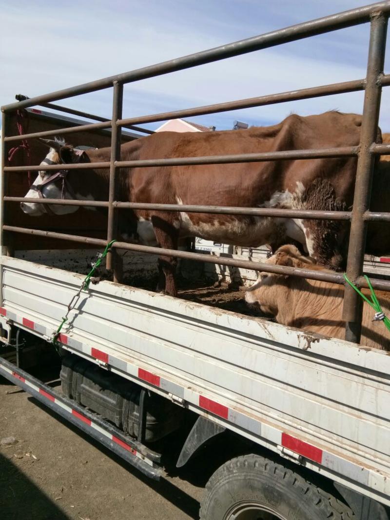 架子牛，育肥牛，生产牛，胎牛，西门塔尔小公牛，小母牛！