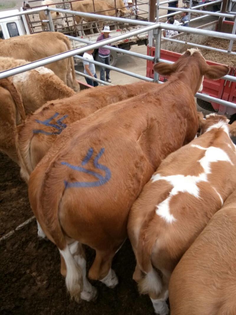 西门塔尔肉牛纯草原牛，草原红牛，体型宽大，发育好