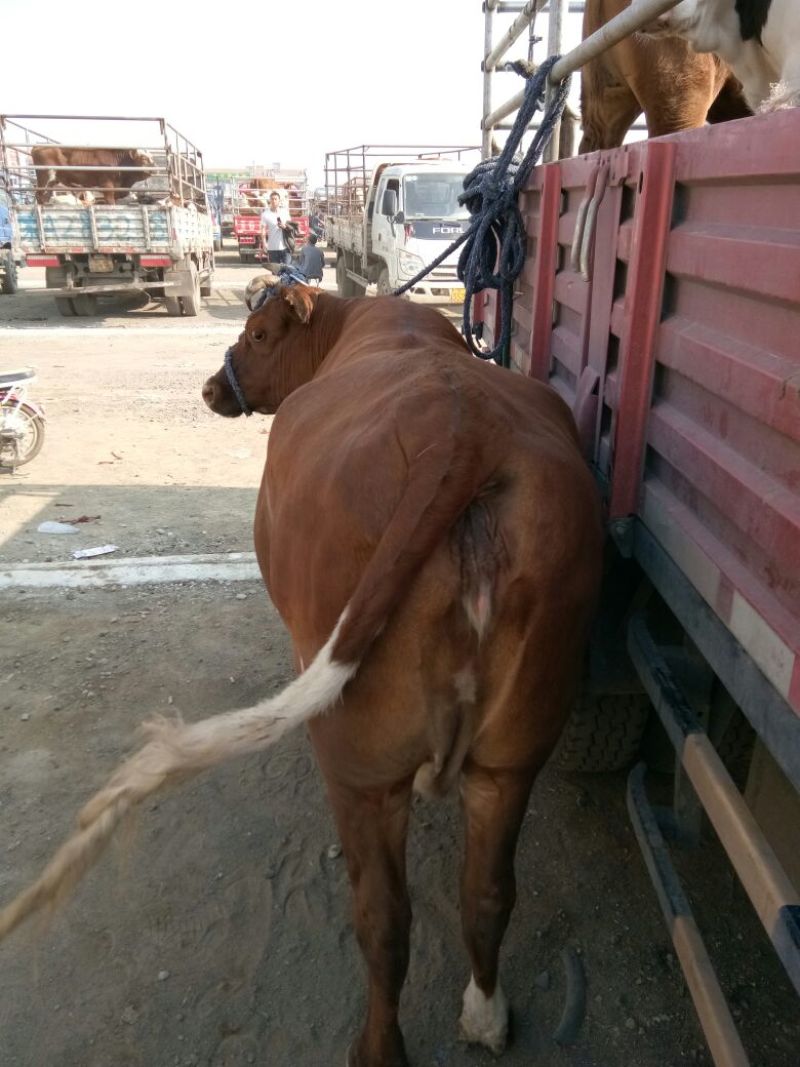 西门塔尔肉牛纯草原牛，草原红牛，体型宽大，发育好