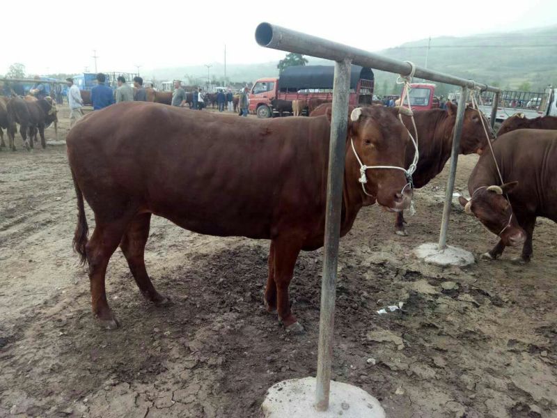 西门塔尔肉牛纯草原牛，草原红牛，体型宽大，发育好