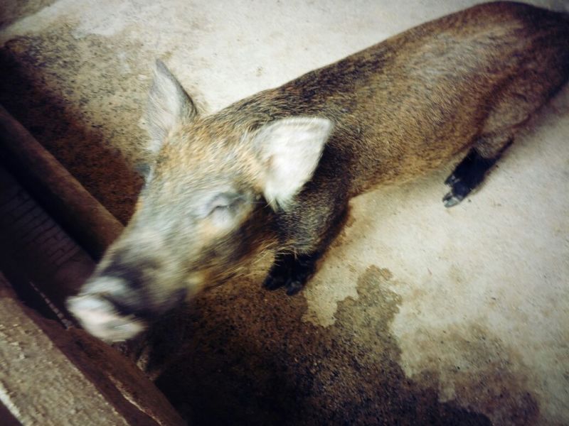 黑猪肉食用