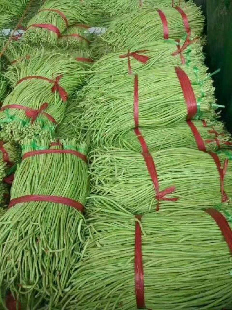 『精品』长豆角，70厘米以上可以视频看货，大量现货供应