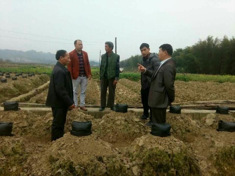 葛根种苗绿化苗木
