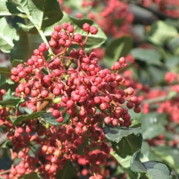 出售自己苗圃种植花椒苗根系发达规格全0.5~1年