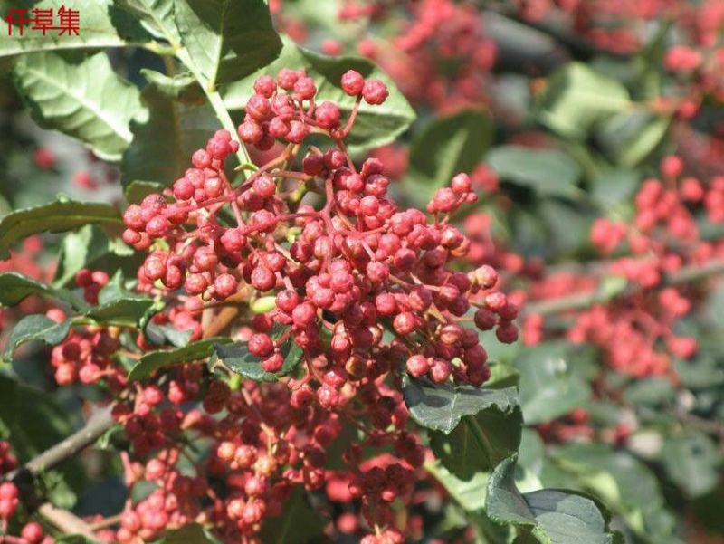 出售自己苗圃种植花椒苗根系发达规格全0.5~1年