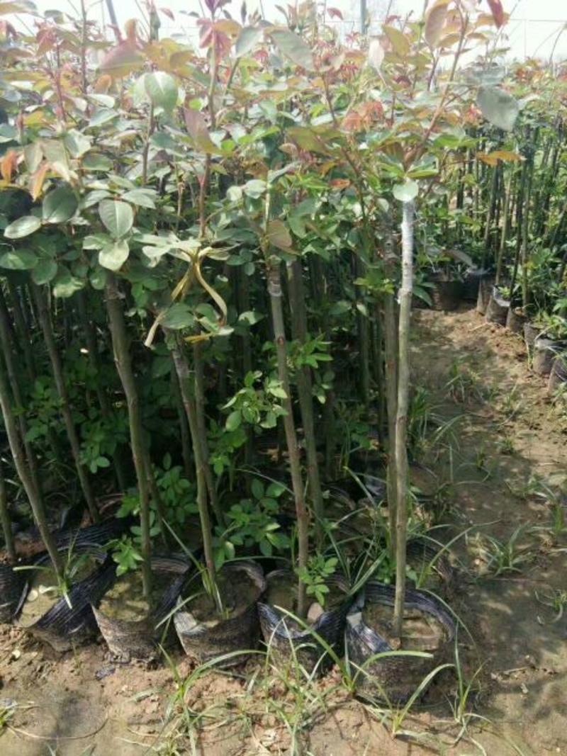 树状月季苗50~60cm