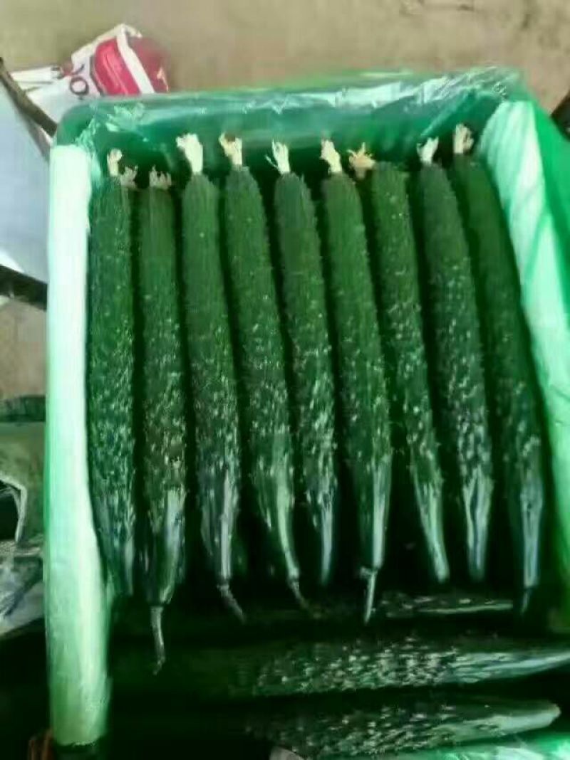 黄瓜22~25公分干花带刺