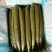 黄瓜22~25公分干花带刺