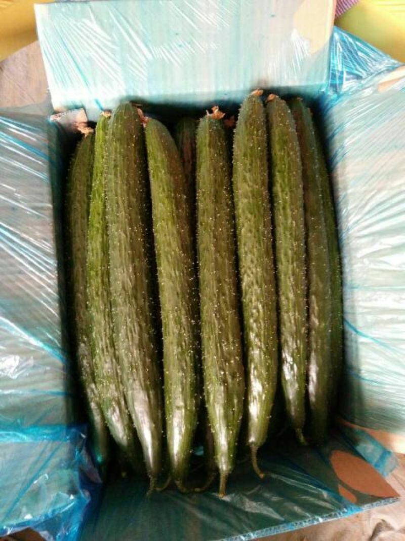 黄瓜22~25公分干花带刺