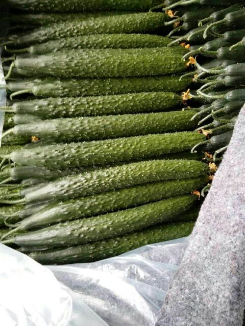 黄瓜22~25公分干花带刺