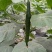 黄瓜22~25公分干花带刺