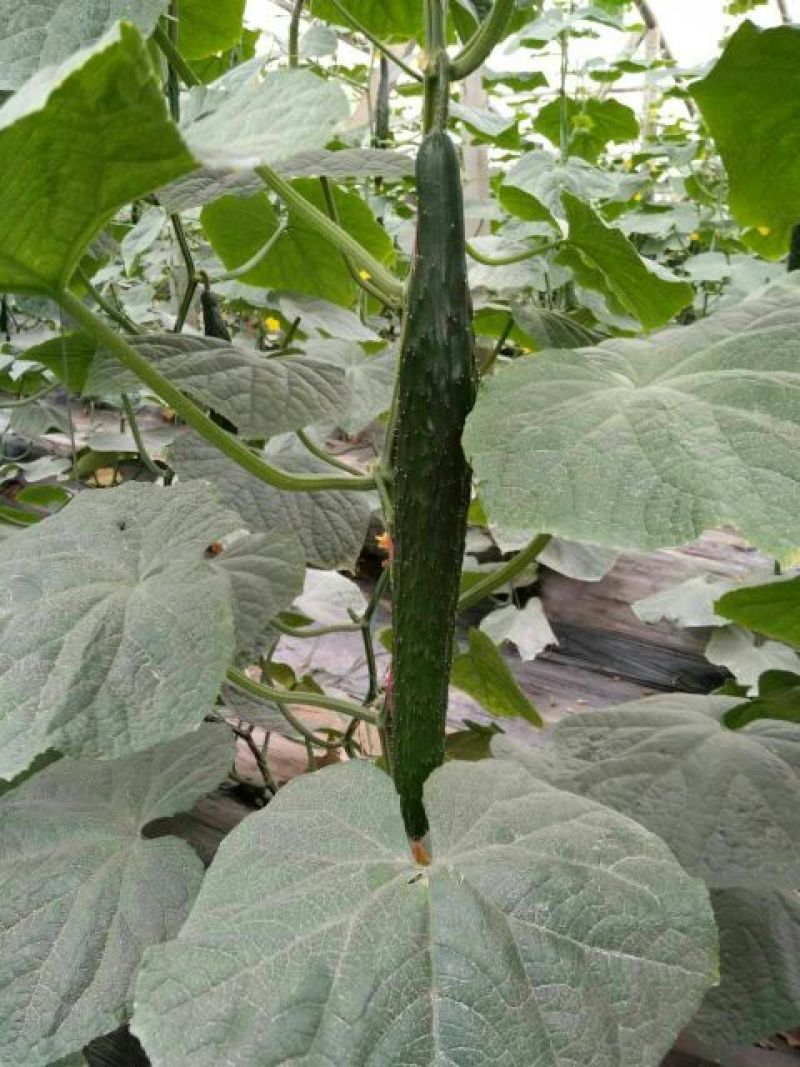 黄瓜22~25公分干花带刺