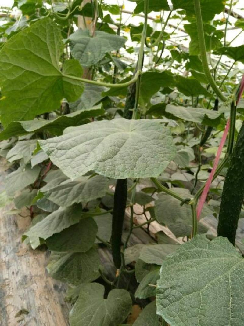 黄瓜22~25公分干花带刺