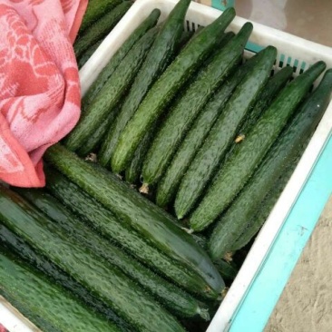 黄瓜22~25公分干花带刺