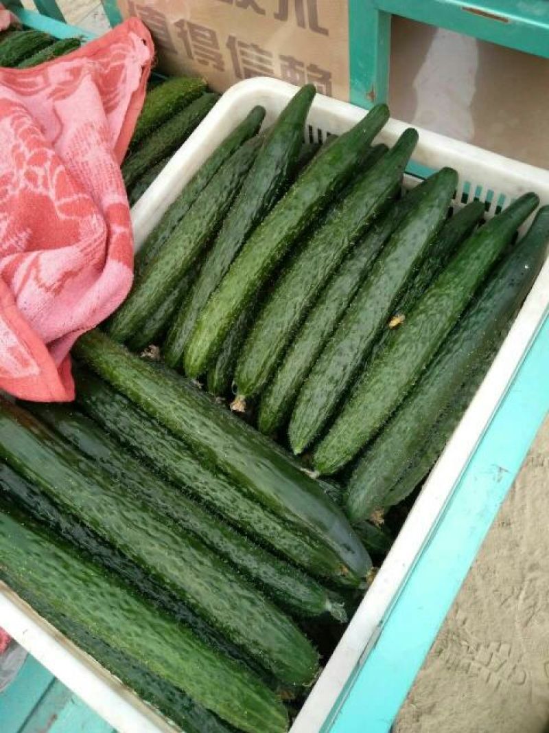 黄瓜22~25公分干花带刺
