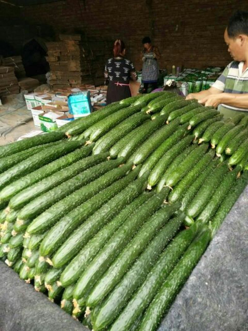 黄瓜22~25公分干花带刺