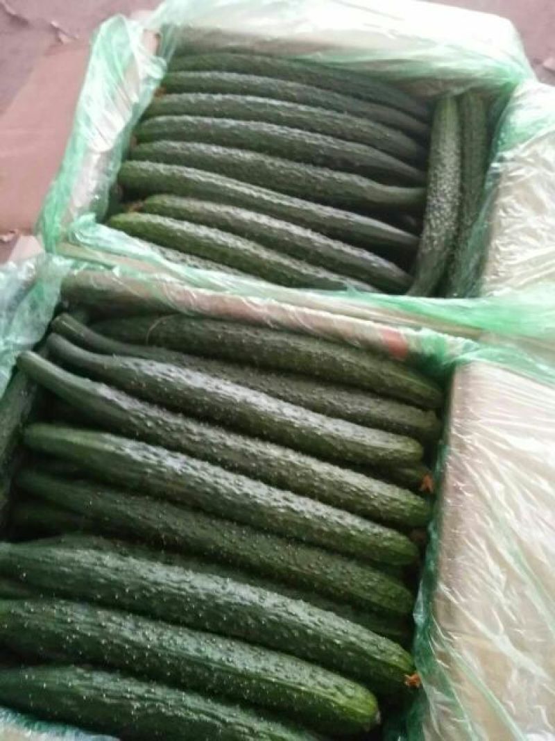 黄瓜22~25公分干花带刺