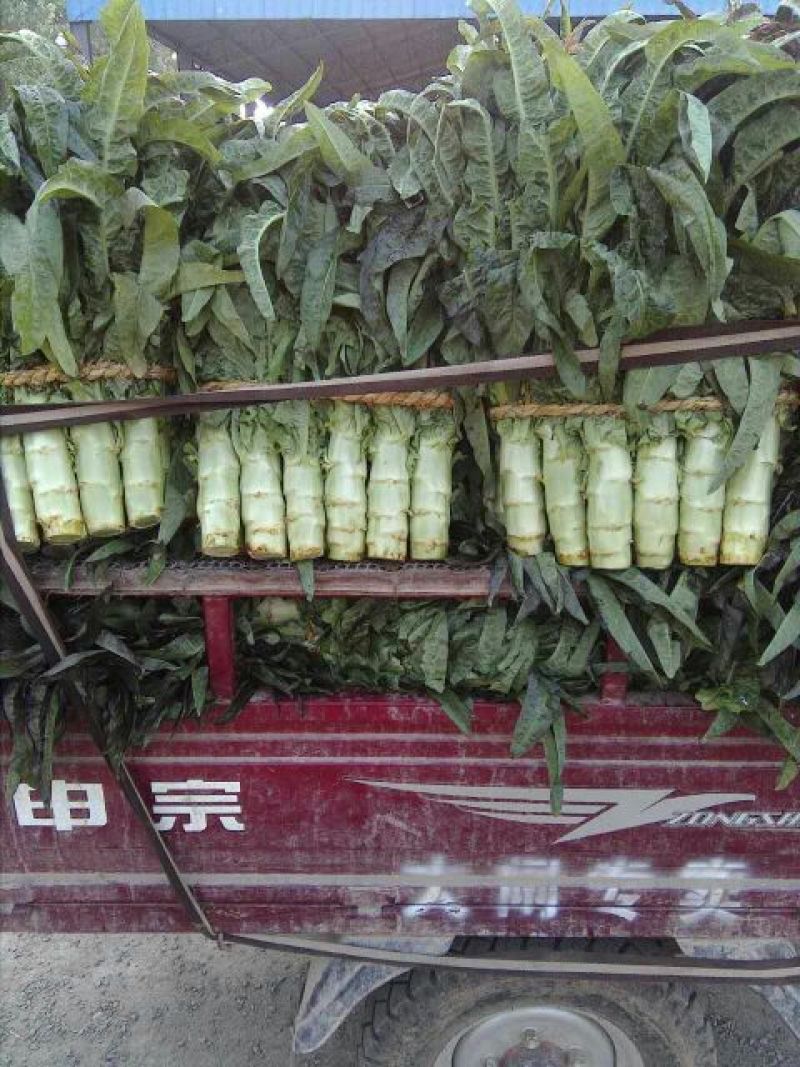 红叶香莴苣高度50_55，单棵重1.5斤以上，基地直供
