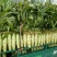 红叶香莴苣高度50_55，单棵重1.5斤以上，基地直供