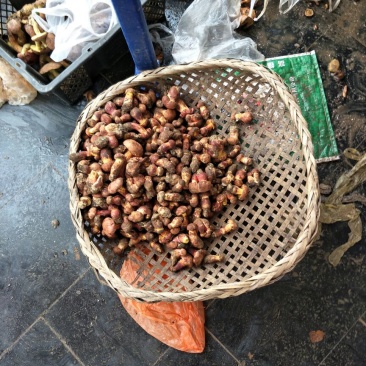 红葱菌一级小羊肚菌