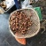 红葱菌一级小羊肚菌