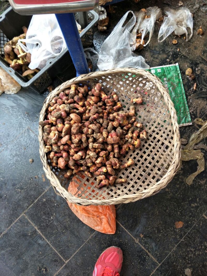红葱菌一级小羊肚菌